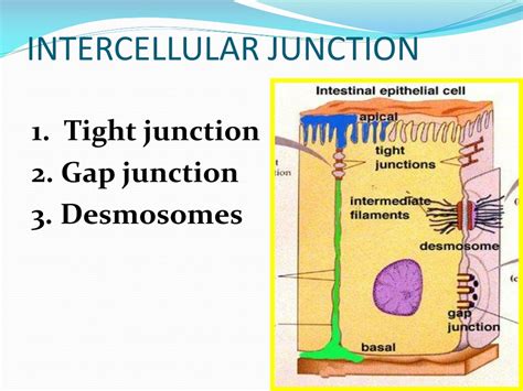 What Are The 3 Types Of Intercellular Junctions at Lester Watkins blog