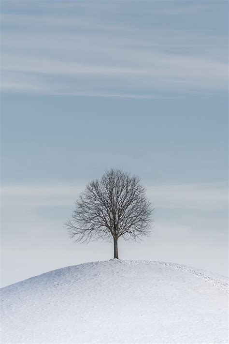 Download wallpaper 800x1200 tree, hill, snow, winter, minimalism iphone ...