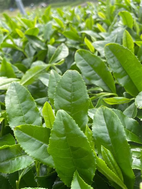 Image result for Matcha Math