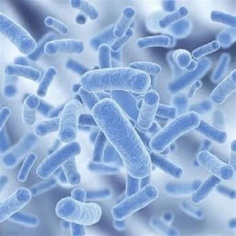 Lactobacillus Powder - Bifidobacterium Bifidum Powder Manufacturer from ...