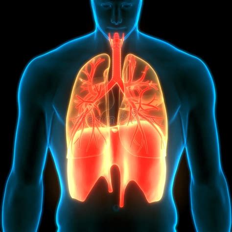 Image result for Lung Segmentation Using CNN