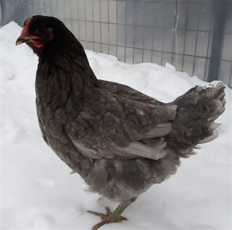 Jersey Giant | Wild Acres