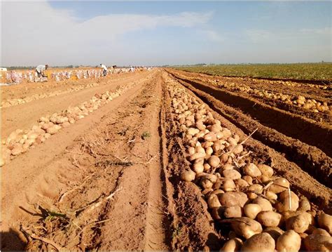 内蒙古40万斤土豆滞销，农民急切盼销路，烂在地里却无人问津_种植