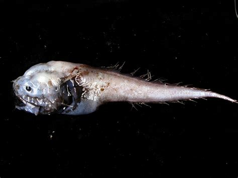 Real Monstrosities: Bony-eared Assfish