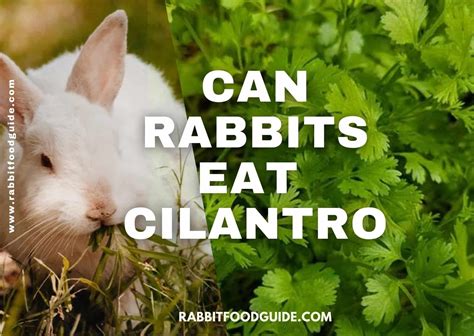 Can Rabbits Eat Cilantro? Benefits & Extra Preparation Guide
