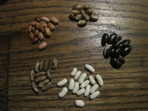 How to Save Bean Seeds • Insteading