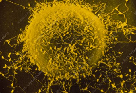 Image result for fertilisation