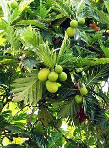 Trothic Breadfruit Plant Price in India - Buy Trothic Breadfruit Plant ...