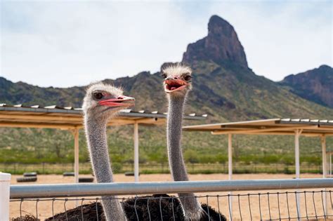 Things to do in and Around Picacho Peak State Park, Arizona | Via