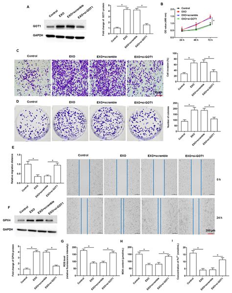 Tumor Cell Derived Exosomal GOT1 Suppresses Tumor Cell Ferroptosis to ...