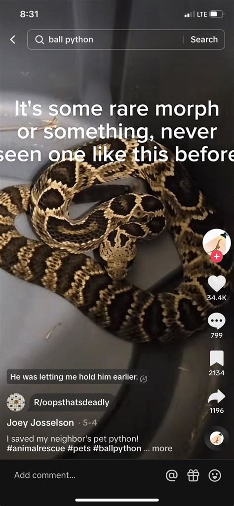 Image result for Rattlesnack vs Python