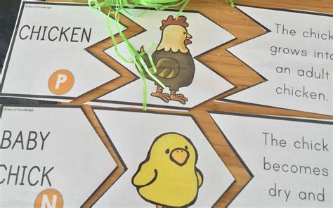 Life Cycle Of A Chicken Poster
