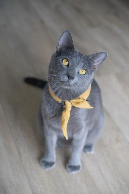 Portrait of black cat on floor | Premium Photo