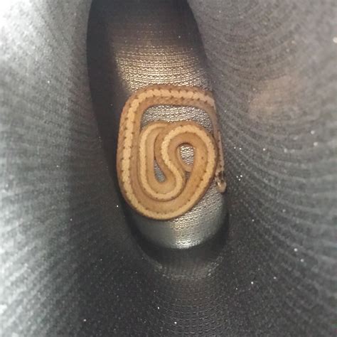 I was about to put my boot on : r/snakes