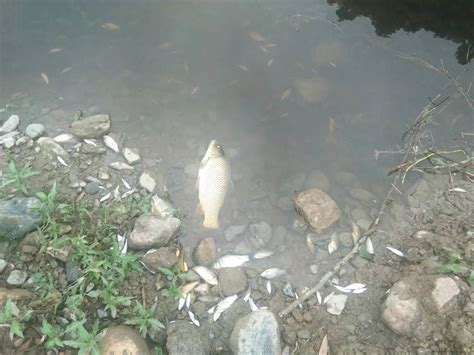 宣城一企业偷排废水，河道现大量死鱼！|环保局|死鱼|宁国市_新浪新闻