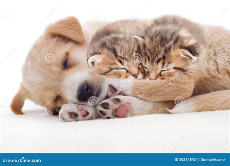 Puppy and kittens sleeps stock photo. Image of loving - 50244842