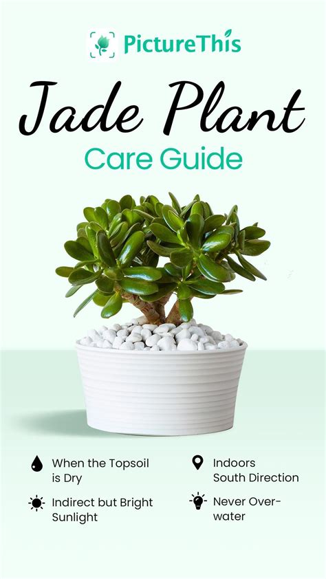 Jade plant care guide – Artofit