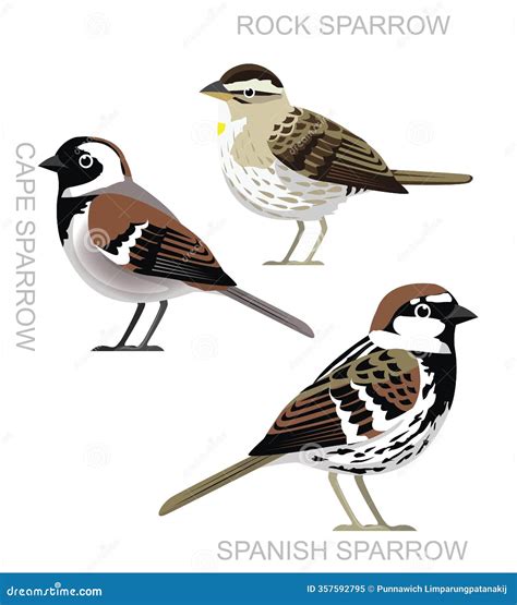 Bird Spanish Sparrow Cape Sparrow Set Cute Cartoon Vector ...