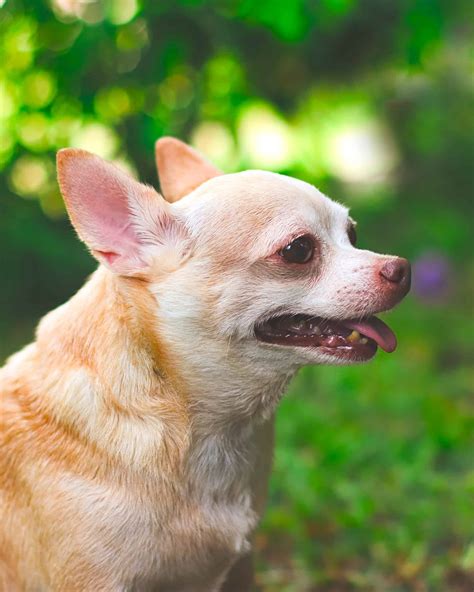 Deer Head Chihuahua: Everything You Need to Know