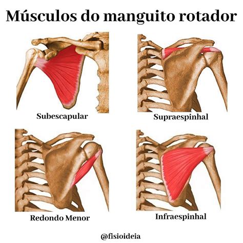 Músculos Do Manguito Rotador é Suas Funções - RETOEDU