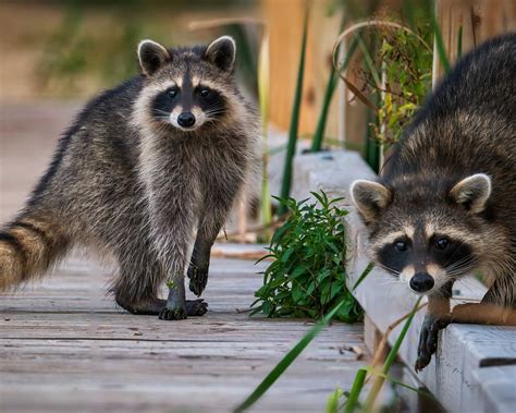 How to get rid of raccoons in your yard: 5 ways to try | Gardeningetc