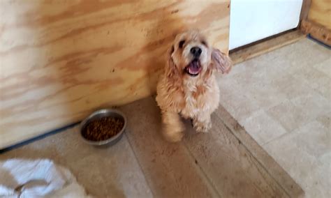 Dogs in San Antonio looking for their fur-ever homes
