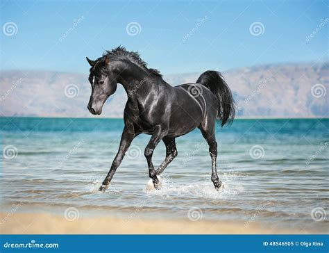 Black Arabian Horses Running