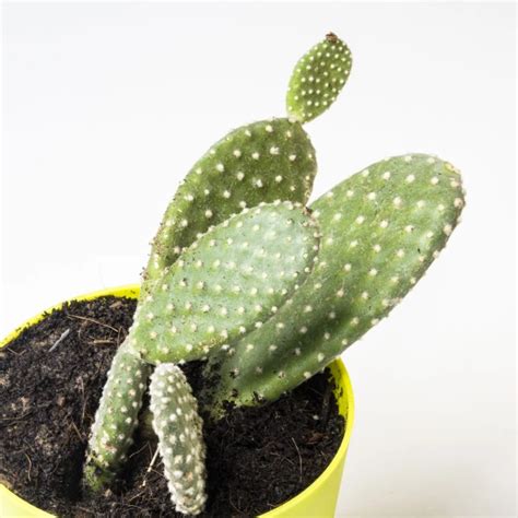Order Moses Cradle With Bunny Ear Cactus Combo online | Get same day ...