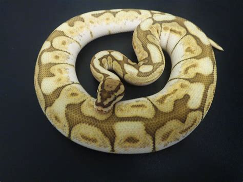 Image result for Butter Ball Python Morph