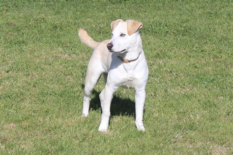 Adoptable Animals on Website | Beverly Animal Shelter