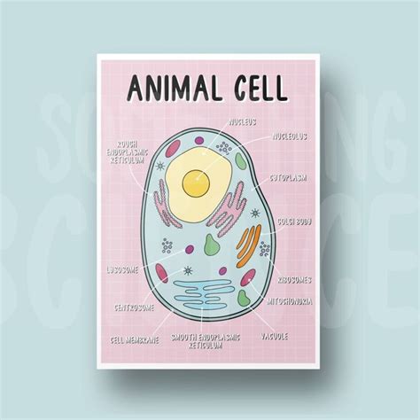 Cell Structure Poster 的图像结果