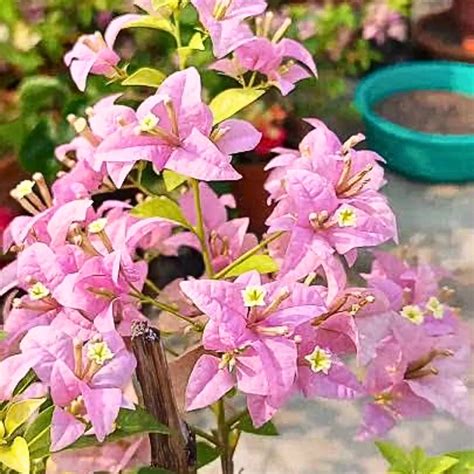 Bougainvillea Formosa (Paper Flower) - "Rare Flowering" Plant – Lalit ...