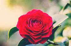 fiore la rosa imagen gratis rosa flor rojo naturaleza jard 237 n fiore la rosa imagen gratis rosa flor rojo naturaleza jard 237 n
