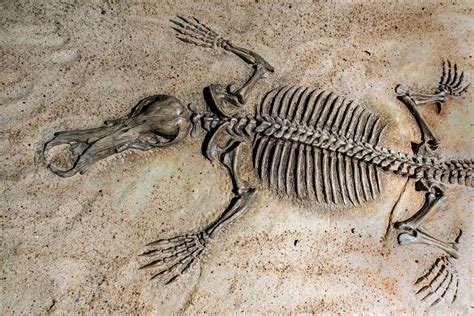 Originalreste Fossilien
