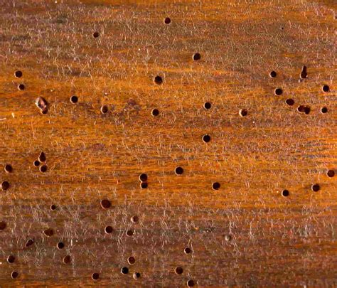 How To Identify And Prevent Hardwood Floor Termite Damage - Flooring ...
