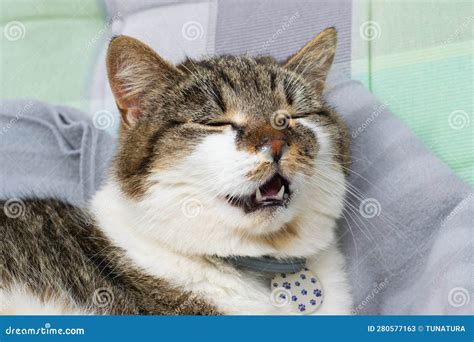 Domesticated Cat with Runny Nose, Suffering with Cold, Allergy or ...