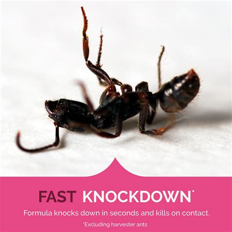 Snapklik.com : Hot Shot Ant, Roach & Spider Killer Spray, Kills Roaches And Listed Ants On ...