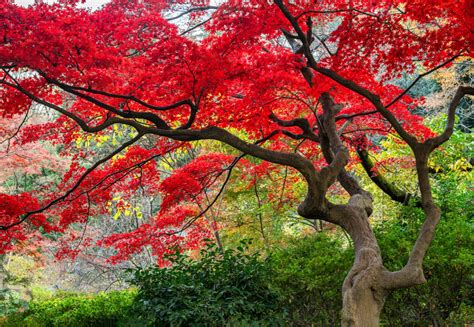 Riconosci i diversi tipi di acero | Tesori d'acero
