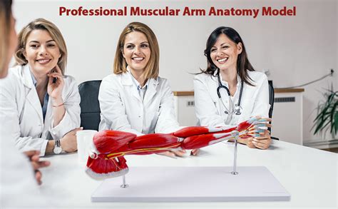 MYASKRO - Human Anatomical Muscular Arm Model, 7 Part Life Size ...