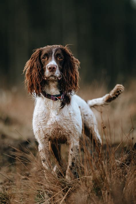 Types Of Spaniels All Dog Breeds | Dog Breeds Vocabulary | 50+ Dogs