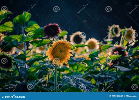 Mulitcolored Variety of Sunflowers Growing in a Sunflower Field ...