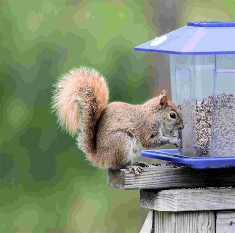 How to Keep Squirrels Away From Bird Feeders | Install-It-Direct