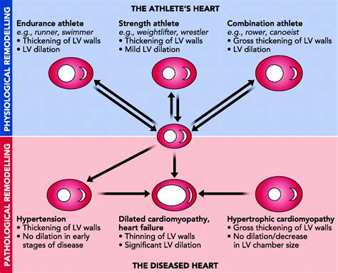 The Athlete's Heart vs. the Failing Heart: Can Signaling Explain the ...