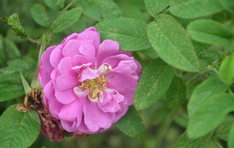 刺玫花花语是什么(刺玫花的花期)-花卉百科-绿宝园林网