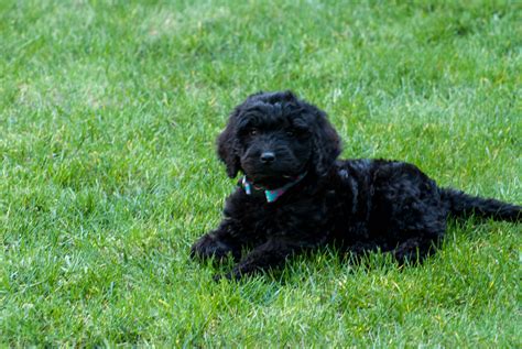 black goldendoodle - Onyx | Goldendoodle, Cute dogs, Dogs