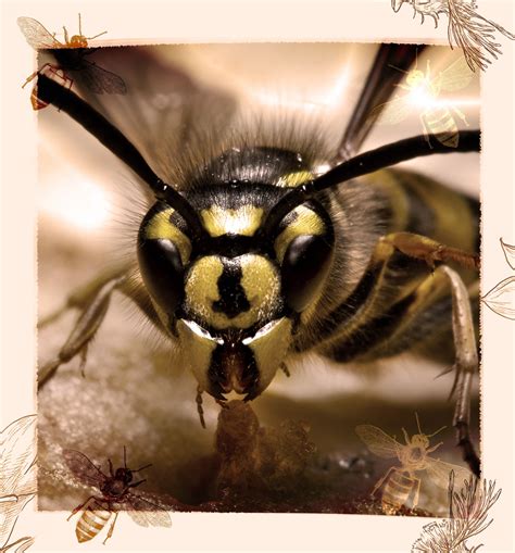 Yellow Jacket Range Map at Williams Abney blog