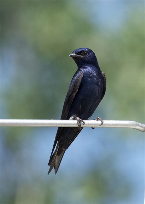 Purple Martin ID - Purple Martin Conservation Association