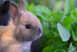 Image result for Bunny Wall Art