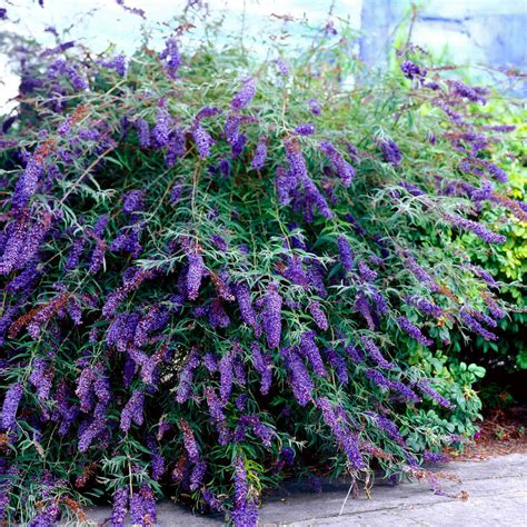 Black Knight Butterfly Bush | The Sill