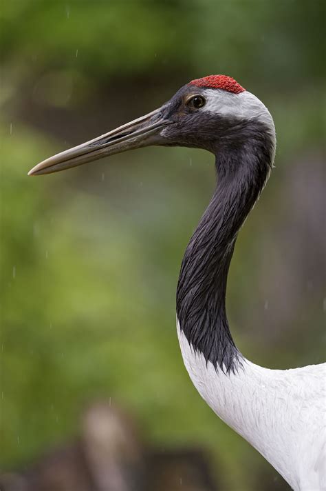 Japanese Crane Birds